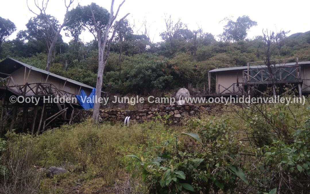 Best Tent Stay in Ooty Hidden Valley Jungle Camp at Hidden Village